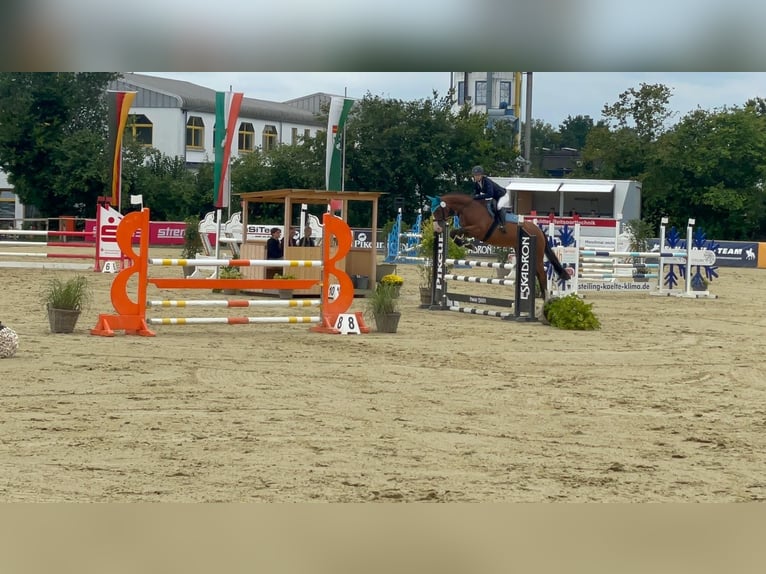 Oldenburger Springpaard Ruin 8 Jaar 168 cm Bruin in Vlotho