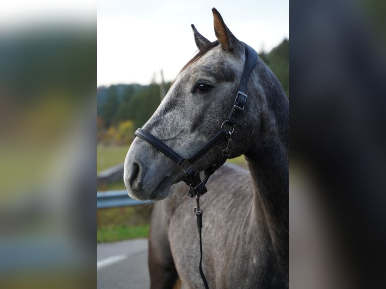Oldenburger Springpaard Ruin 8 Jaar 170 cm Appelschimmel in Breitenbrunn