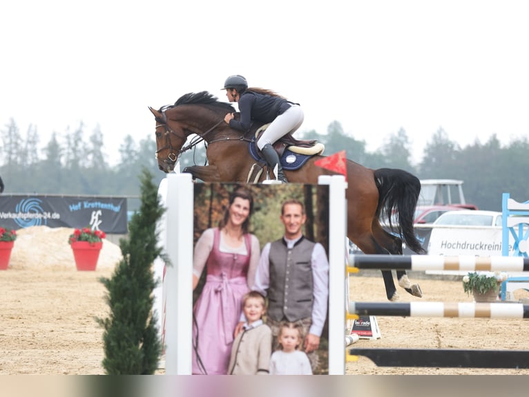 Oldenburger Springpaard Ruin 8 Jaar 172 cm Bruin in Schlins