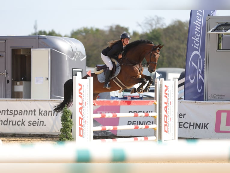 Oldenburger Springpaard Ruin 8 Jaar 172 cm Bruin in Schlins
