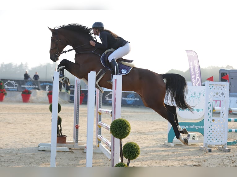Oldenburger Springpaard Ruin 8 Jaar 172 cm Bruin in Schlins