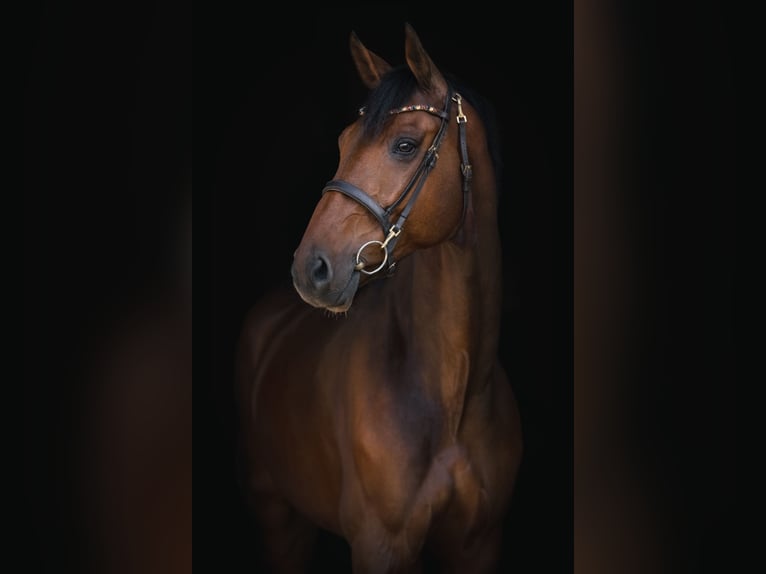 Oldenburger Springpaard Ruin 8 Jaar 172 cm Bruin in Schlins