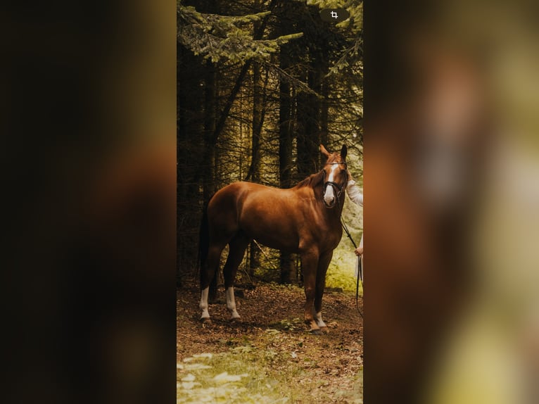 Oldenburger Springpaard Ruin 8 Jaar 173 cm Donkere-vos in Ankum Oldenburger Springpaard Ruin 8 Jaar 173 cm Donkere-vos in Ankum