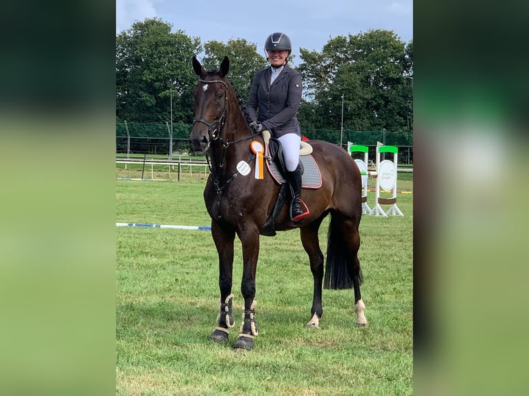 Oldenburger Springpaard Ruin 8 Jaar 175 cm Zwartbruin in Wettrup