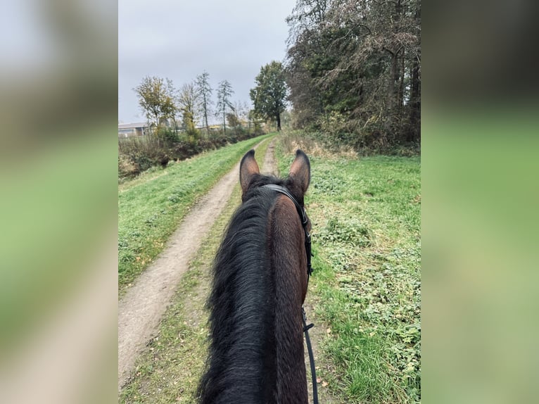 Oldenburger Springpaard Ruin 8 Jaar 185 cm Bruin in Syke