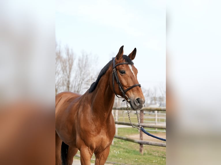 Oldenburger Springpaard Ruin 8 Jaar Bruin in Zülpich