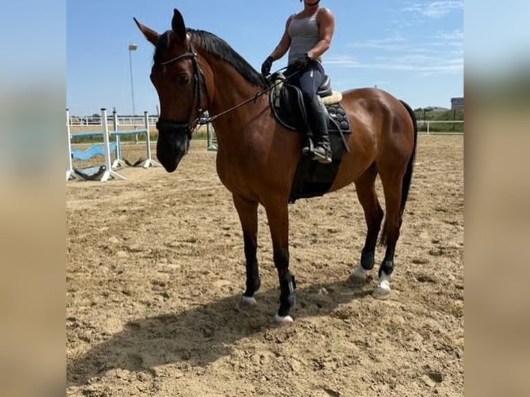 Oldenburger Springpaard Ruin 9 Jaar 165 cm Bruin in Deutsch Wagram