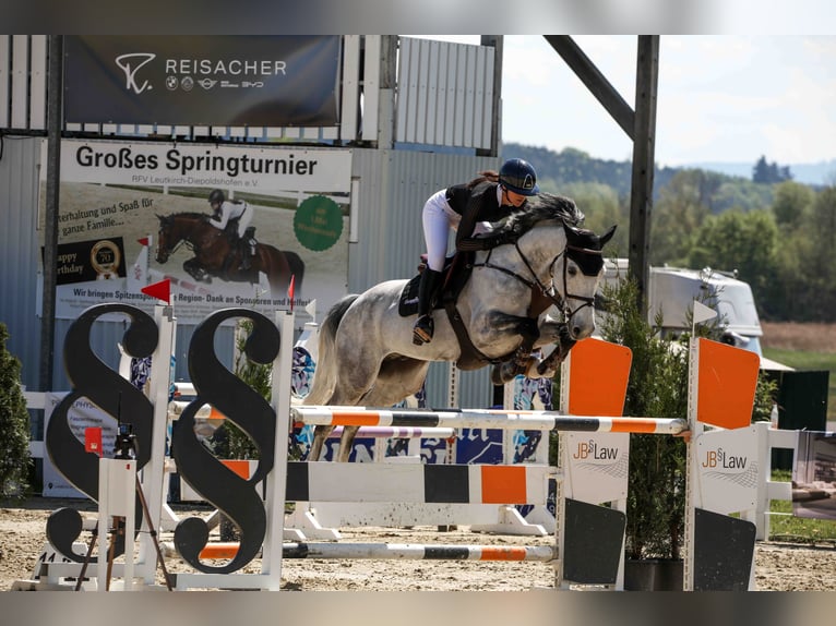 Oldenburger Springpaard Ruin 9 Jaar 166 cm Appelschimmel in Bad Schussenried