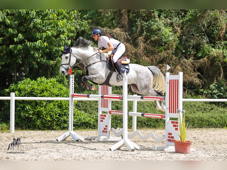Oldenburger Springpaard Ruin 9 Jaar 166 cm Appelschimmel in Bad Schussenried