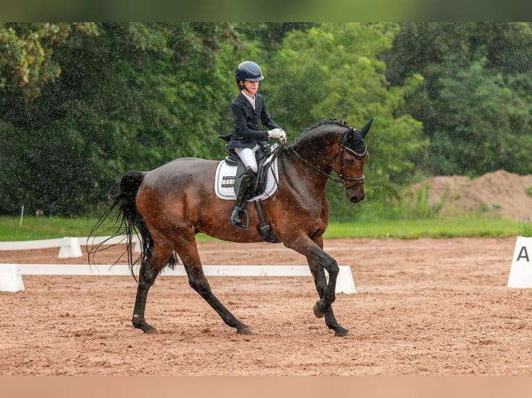 Oldenburger Springpaard Ruin 9 Jaar 166 cm Bruin in Mücheln (Geiseltal)