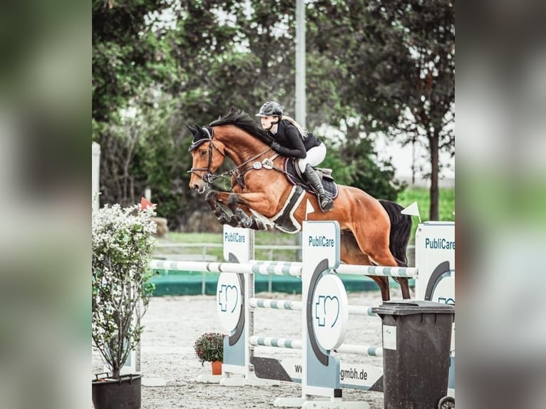 Oldenburger Springpaard Ruin 9 Jaar 168 cm Bruin in Wietzen