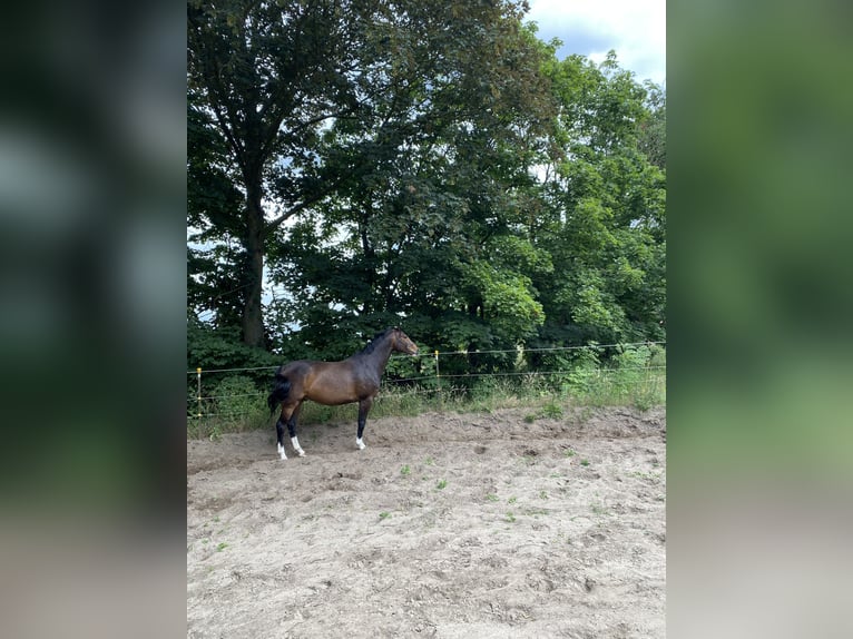 Oldenburger Springpaard Ruin 9 Jaar 168 cm Donkerbruin in Wedemark