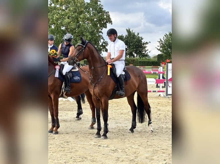 Oldenburger Springpaard Ruin 9 Jaar 170 cm Bruin in Bünde