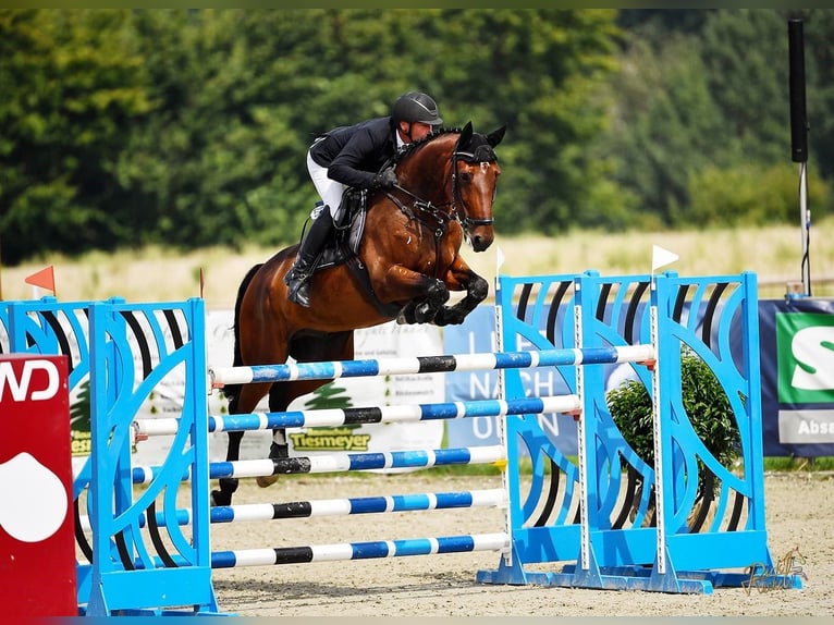 Oldenburger Springpaard Ruin 9 Jaar 170 cm Bruin in Bünde