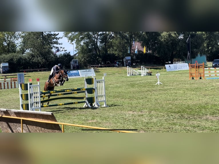 Oldenburger Springpaard Ruin 9 Jaar 170 cm Bruin in Schwaan