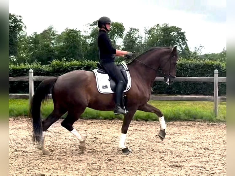 Oldenburger Springpaard Ruin 9 Jaar 170 cm Vos in Odense C