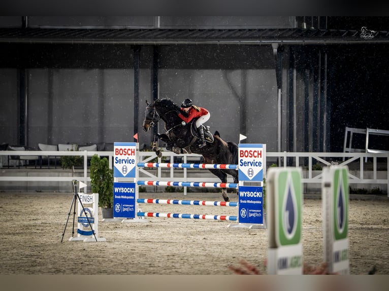 Oldenburger Springpaard Ruin 9 Jaar 170 cm Zwart in Murowana Goślina