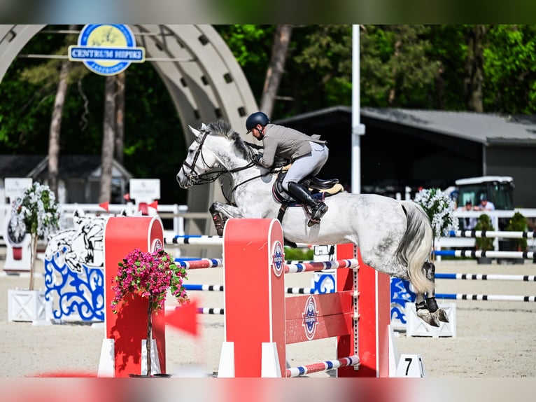 Oldenburger Springpaard Ruin 9 Jaar 171 cm Schimmel in Kaczenice