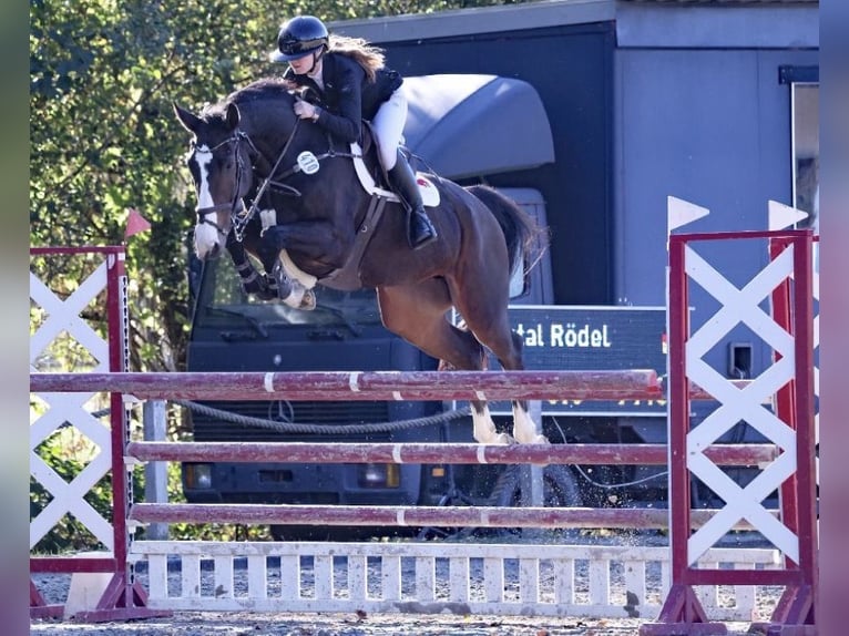 Oldenburger Springpaard Ruin 9 Jaar 172 cm Donkerbruin in Gyhum