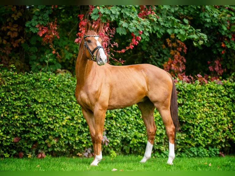 Oldenburger Springpaard Ruin 9 Jaar 173 cm Donkere-vos in Ankum