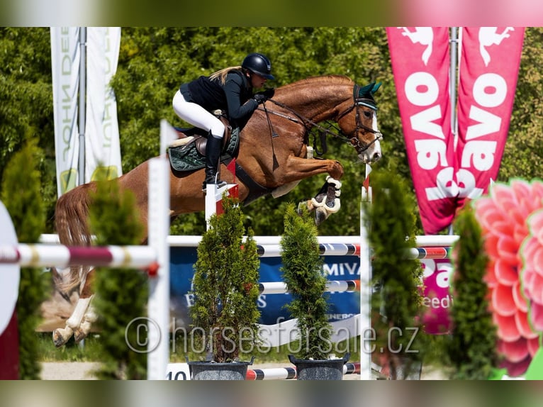 Oldenburger Springpaard Ruin 9 Jaar 174 cm Vos in Benesov