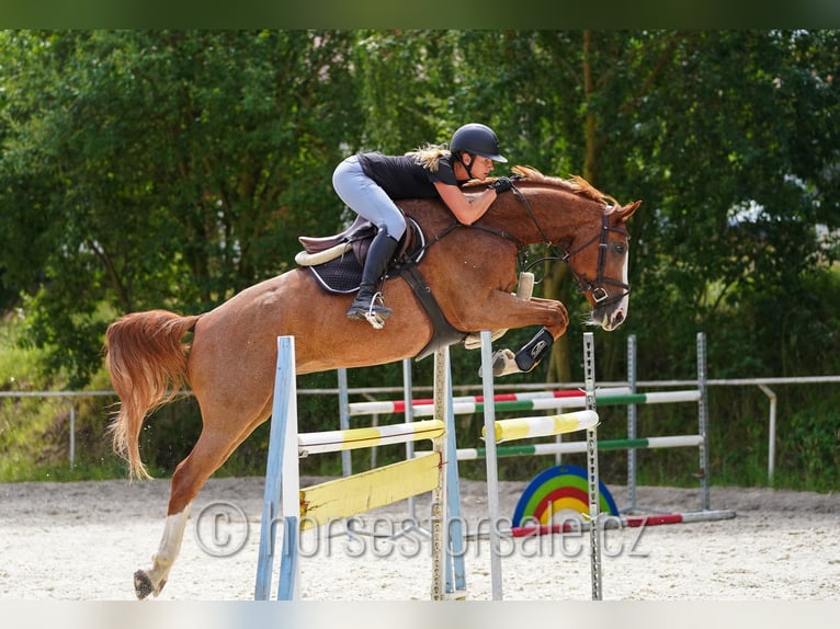Oldenburger Springpaard Ruin 9 Jaar 174 cm Vos in Benesov