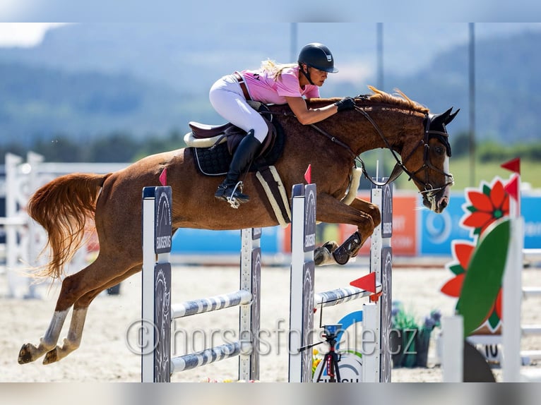Oldenburger Springpaard Ruin 9 Jaar 174 cm Vos in Benesov
