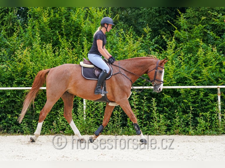 Oldenburger Springpaard Ruin 9 Jaar 174 cm Vos in Benesov