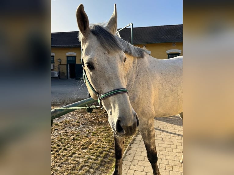 Oldenburger Springpaard Ruin 9 Jaar 177 cm Appelschimmel in Maria-Lanzendorf