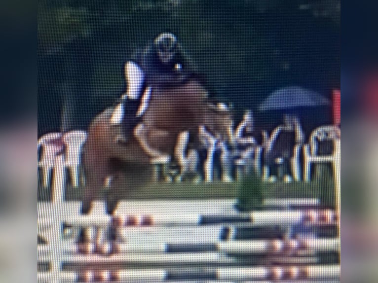 Oldenburger Springpaard Ruin 9 Jaar 177 cm Bruin in ViersenViersen