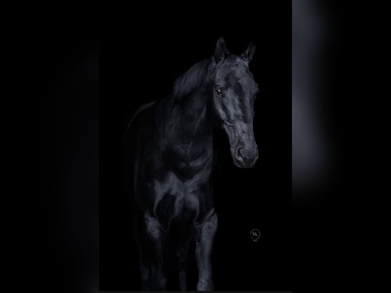 Oldenburger Springpaard Ruin 9 Jaar 178 cm Donkerbruin in DinslakenDinslaken