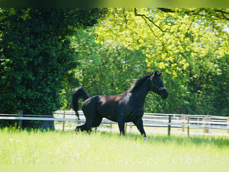 Oldenburger Springpaard Ruin 9 Jaar 178 cm Donkerbruin in DinslakenDinslaken