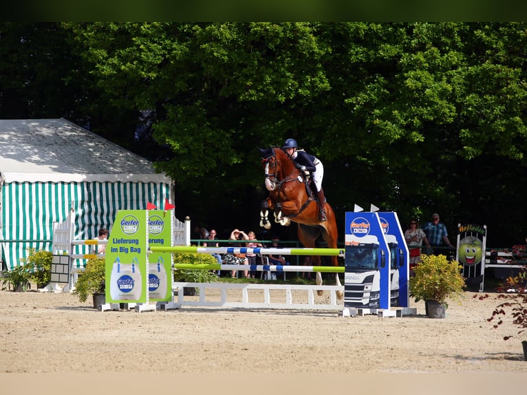 Oldenburger Springpaard Ruin 9 Jaar 180 cm Bruin in Köln