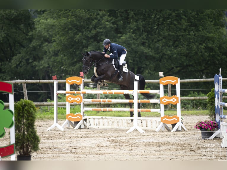 Oldenburger Springpaard Ruin 9 Jaar 181 cm Zwart in WuppertalWuppertal