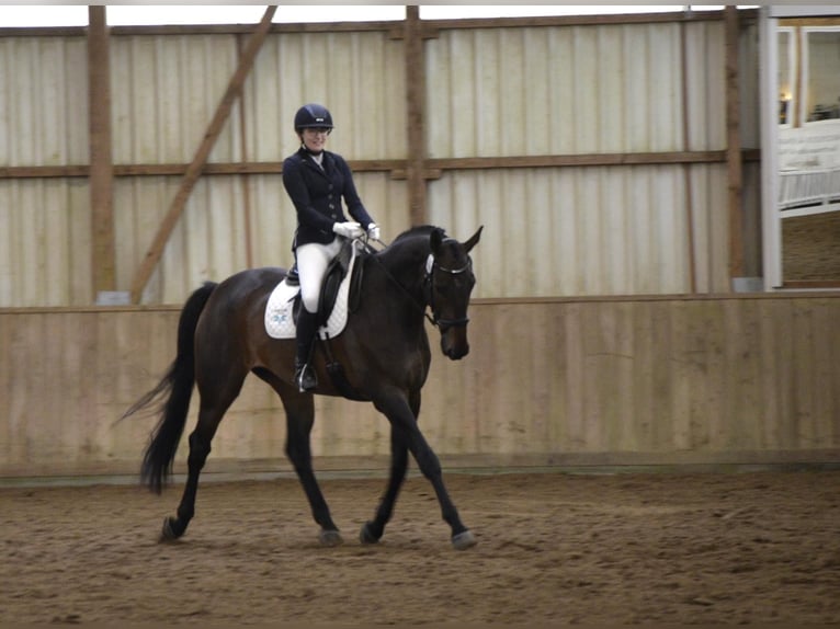 Oldenburger Springpaard Ruin 9 Jaar 184 cm Donkerbruin in Malente