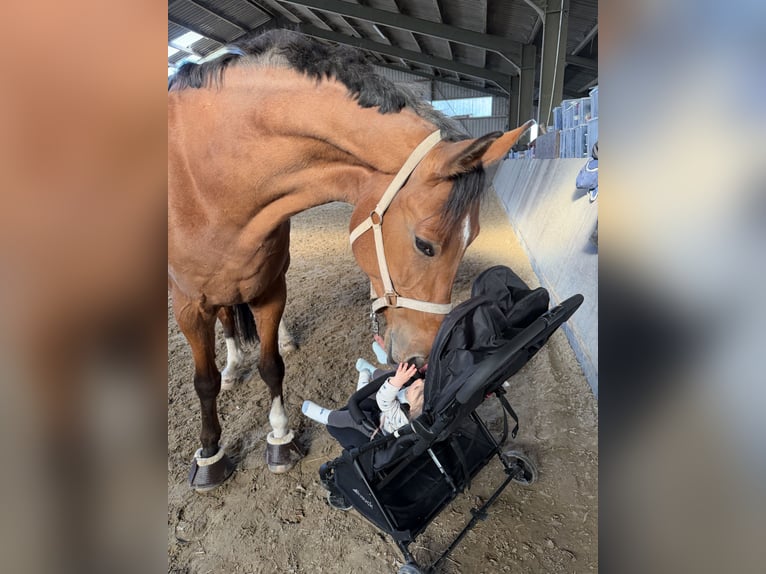Oldenburger Springpaard Ruin 9 Jaar 185 cm Bruin in Rommerskirchen