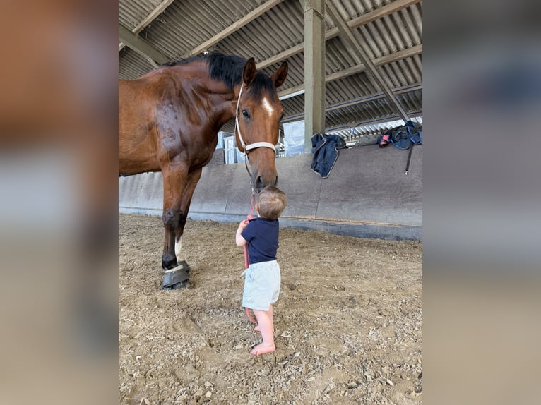 Oldenburger Springpaard Ruin 9 Jaar 185 cm Bruin in Rommerskirchen