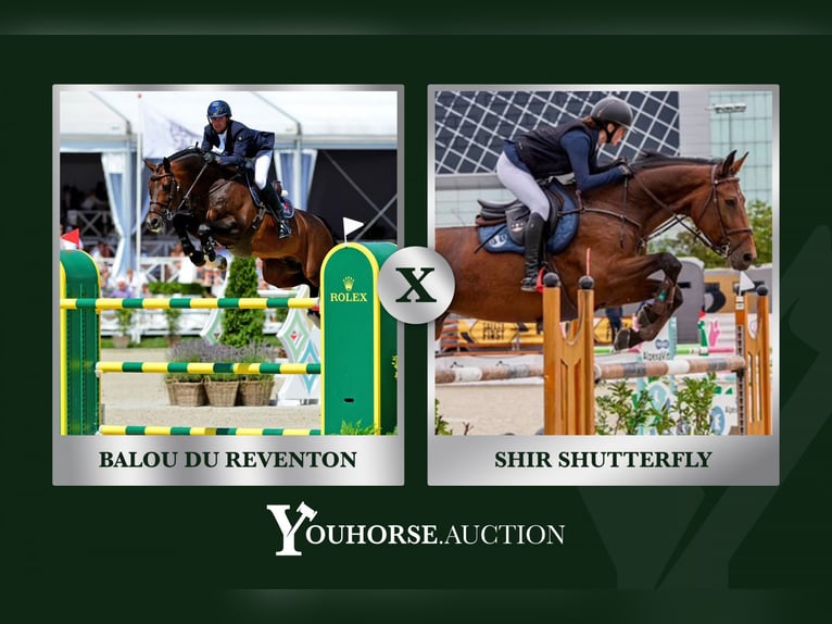 Oldenburger Springpferd Unbekannt Embryo  in Waddinxveen