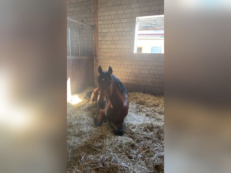 Oldenburger Springpferd Hengst 10 Jahre 165 cm Brauner in Halle