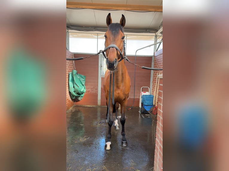 Oldenburger Springpferd Hengst 10 Jahre 165 cm Brauner in Halle