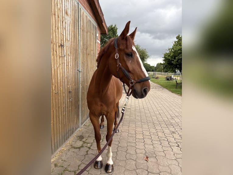 Oldenburger Springpferd Hengst 11 Jahre 166 cm Fuchs in Isernhagen