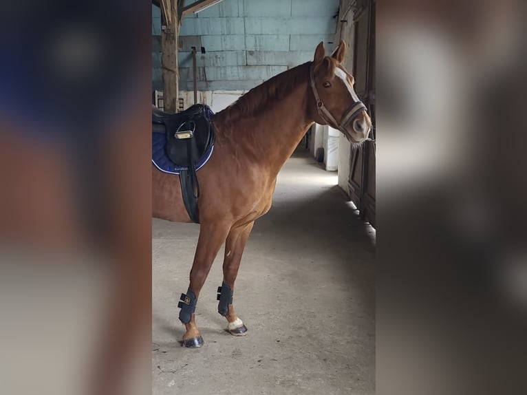 Oldenburger Springpferd Hengst 11 Jahre 168 cm Dunkelfuchs in Wilhelmshaven