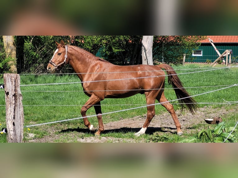 Oldenburger Springpferd Hengst 11 Jahre 168 cm Dunkelfuchs in Wilhelmshaven