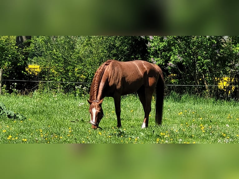 Oldenburger Springpferd Hengst 11 Jahre 168 cm Dunkelfuchs in Wilhelmshaven