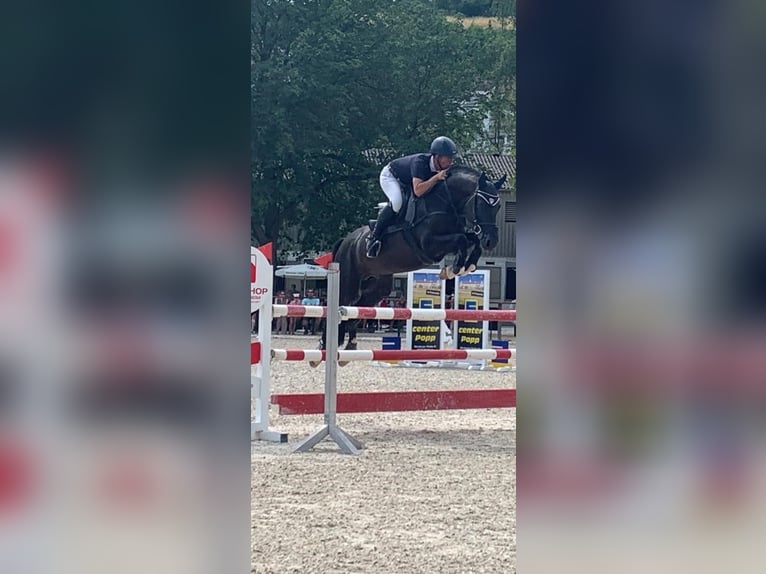 Oldenburger Springpferd Hengst 11 Jahre 170 cm Rappe in Neunkirchen
