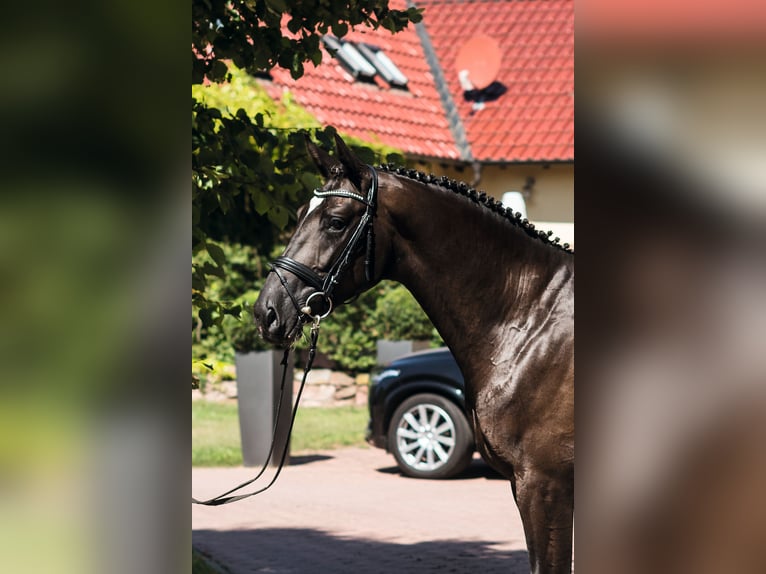 Oldenburger Springpferd Hengst 11 Jahre 170 cm Rappe in Neunkirchen