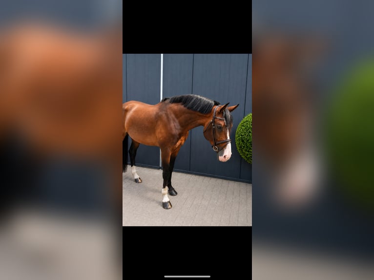 Oldenburger Springpferd Hengst 11 Jahre 171 cm Dunkelbrauner in Nettetal