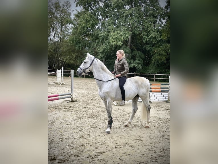 Oldenburger Springpferd Hengst 12 Jahre 164 cm Schimmel in Limburg an der Lahn