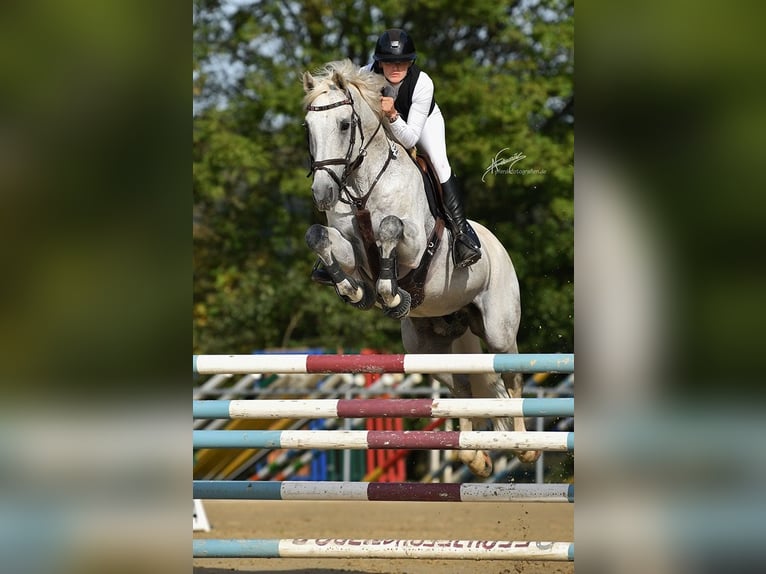 Oldenburger Springpferd Hengst 12 Jahre 164 cm Schimmel in Limburg an der Lahn