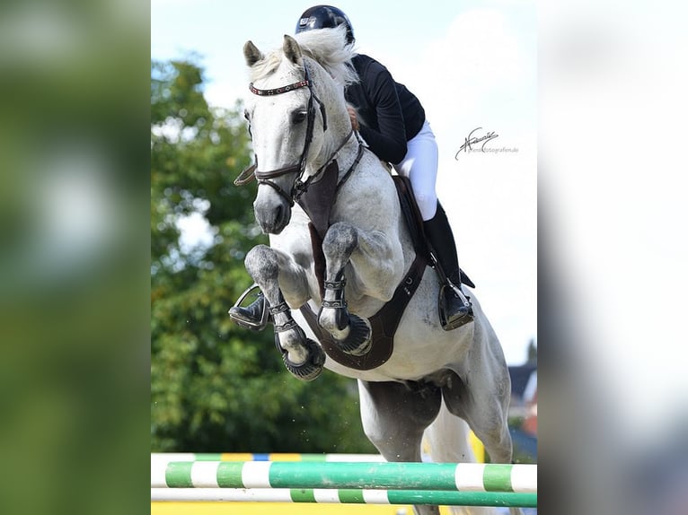 Oldenburger Springpferd Hengst 12 Jahre 164 cm Schimmel in Limburg an der Lahn